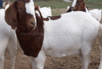 Doa Menyembelih Kambing Beserta Penjelasannya