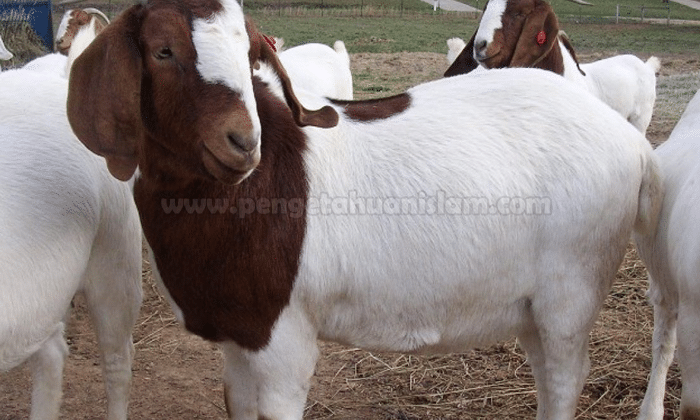 Doa Menyembelih Kambing Beserta Penjelasannya