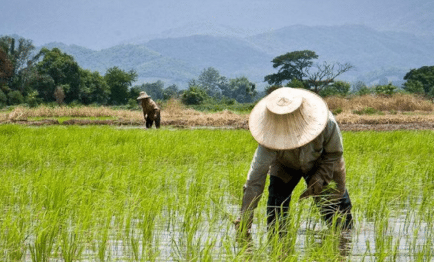 Cara Baru Musaqat (Bagi Hasil Tanaman) Secara Adil